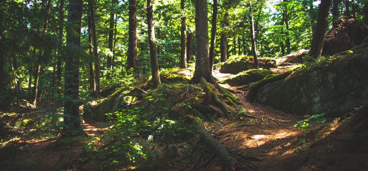 Sunlight filters onto a forest path