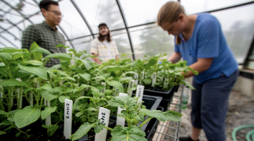 Image of workers in potato greenhouse lab.